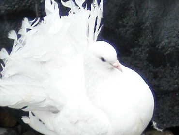 Indian Laka Pigeon Pakistan Pets